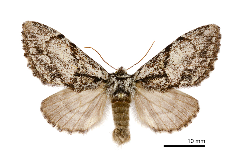 Phalerodonta manleyi formosana Female